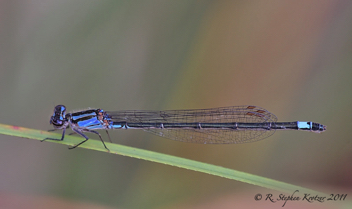 Enallagma cardenium, female